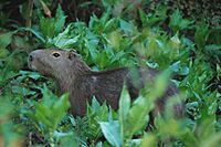 Archivo:Kapybara2
