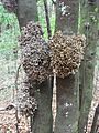 Laurel parasitado por el hongo "Madre de loro" (Exobasidium lauri)
