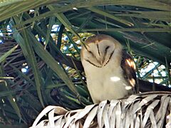 Lechuza de los campanarios (Tyto furcata)