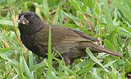 Archivo:Lesser antillean bird2 1 male