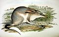 Macrotis lagotis Gould