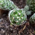Mammillaria vetula ssp. gracilis - areoles
