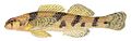 Maryland Darter - Dave Neely (illustration)