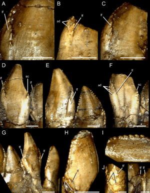 Archivo:Mesial dentary teeth of Segnosaurus