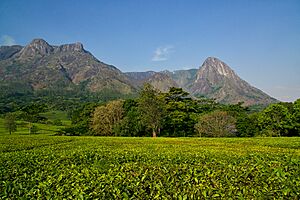Archivo:Mount Mulanje (15073636534)