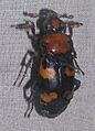Nicrophorus americanus - Sankt-Peterburg