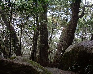 Archivo:Nothofagus moorei in Lamington National Park Australia