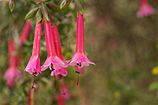 Peru - Cusco 181 - pink cantuta flowers (8111191561).jpg
