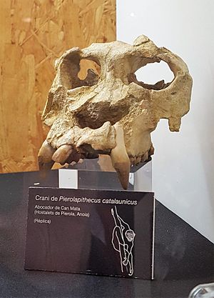 Archivo:Pierolapithecus catalaunicus (Kopie)