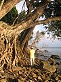 Pulau Tiga Shore