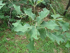 Archivo:Quercus ilicifolia leaves