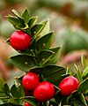 Ruscus aculeatus 'John Redmond'. Locatie, Tuinreservaat Jonkervallei 03