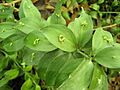 Ruscus hypophyllum (laurha) 001