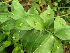 Archivo:Ruscus hypophyllum (laurha) 001