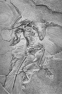 Archivo:SArchaeopteryxBerlin2