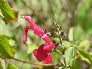 Archivo:Salvia elegans0