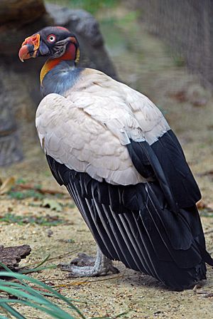 Archivo:Sarcoramphus papa -National Zoo -Washington -USA-8a