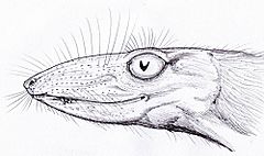 Archivo:ScaloposaurusDB