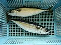 Scomber japonicus (Matsuwasaba)
