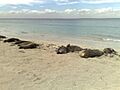 Sea lions on carnac island april 2009