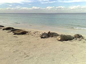 Archivo:Sea lions on carnac island april 2009
