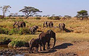 Archivo:Serengeti-African-Elephants