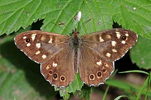 Archivo:Speckled wood butterfly (Pararge aegeria tircis) male 2