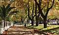Talca, alameda (37060014606)