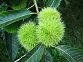 Tanger Arboretum - 282