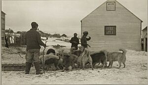 Archivo:Three inuit men feeding Labrador huskies in Nain, Canada