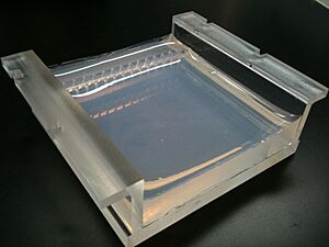 Archivo:Two percent Agarose Gel in Borate Buffer cast in a Gel Tray (Front, angled)