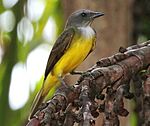 Archivo:Tyrannopsis sulphurea - Sulphury Flycatcher (cropped)
