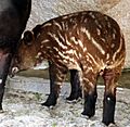 Young Mountain Tapir 1
