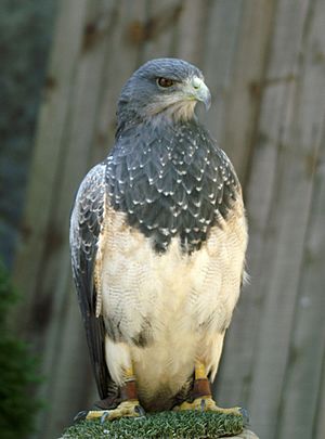 Archivo:Águila Mora - Geranoaetus melanoleucus - Grey Buzzard Eagle