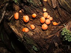 A slime mould - a Lycogala species - geograph.org.uk - 914798