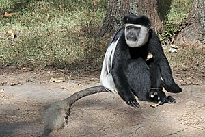 Archivo:Abyssinian black-and-white colobus (Colobus guereza guereza) male