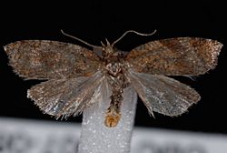 Acleris comariana1.jpg