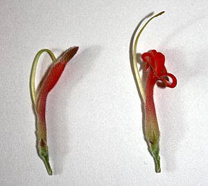 Archivo:Adenanthos sericeus flower