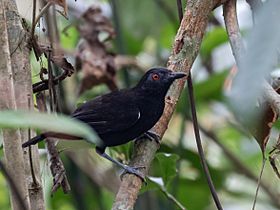 Akletos goeldi Goeldi's Antbird (male); Ramal do Noca, Rio Branco, Acre, Brazil.jpg