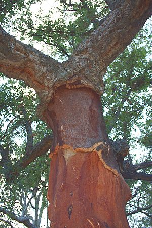 Archivo:Alcornoque -Quercus suber-Cork oak