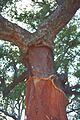 Alcornoque -Quercus suber-Cork oak