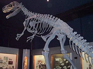 Archivo:Allosaurus1