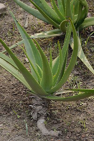 Archivo:Aloe vera - Agri-Horticultural Society of India - Alipore - Kolkata 2013-01-05 2327