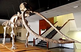 Anancus arvernensis - Las Higueruelas, Ciudad Real, Spain - Museo Ciudad Real.JPG
