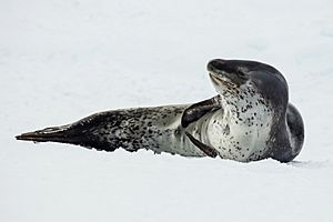 Archivo:Antarctic Sound-2016-Brown Bluff–Leopard seal (Hydrurga leptonyx) 04