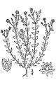 Arenaria leptoclados arse2 001 lvd