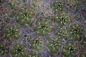 Archivo:Austrocylindropuntia floccosa en la quebrada Uquian, detalles 1