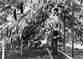 Bachman greenhouse