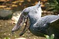 Balaeniceps rex -Ueno Zoo, Tokyo, Japan -upper body-8a