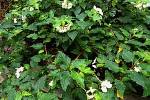 Archivo:Begonia cubensis